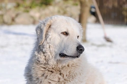 The Fascinating History of the Pyrenean Mountain Dog Breed