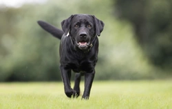 Hip Dysplasia in Dogs: Can They Still Compete Successfully?