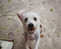 Associazioni animali: Codine cercano casa