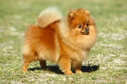 Pomeranian FAQ: Health, Behaviour & Puppy Costs