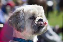 Why Does My Dog Lick Fabric? Understanding Causes & Solutions