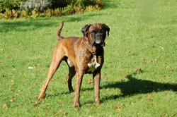 Special Boxer Dog Health Considerations & Care Guide