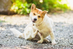 Top 5 Causes of Itching in Dogs: Causes & Solutions