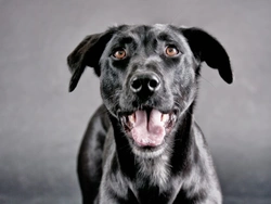 Living with Dogs That Are Not Spayed or Neutered: What to Know