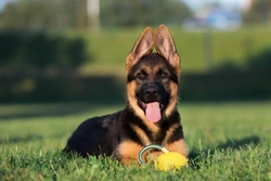 Pituitary dwarfism DNA testing for German Shepherds explained