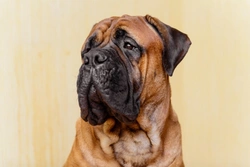 Canine Multifocal Retinopathy (CMR): Causes, Risks & Testing