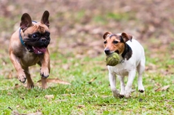 The Four Unspoken Rules of Dog Socialisation and Play