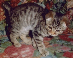 All About the Puppykat: Unique Cat Breed with Dog Traits