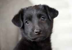 What level of training understanding to expect from your puppy