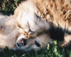 Animali domestici in Italia: la normativa