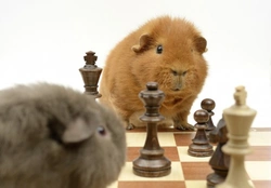 Great Ways to Keep Your Guinea Pig Entertained