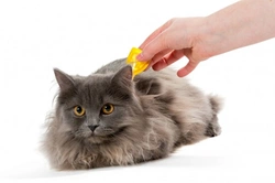 How Chemical Flea & Tick Preventatives Work: Key Types Explained