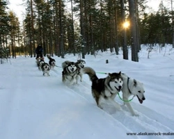 L'Alaskan Malamute e il lavoro - Parte terza