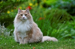 Injectable Flea Treatments for Cats with Fleabite Dermatitis