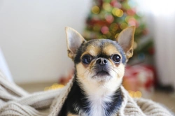 5 Must-Know Christmas Questions from Dog Owners