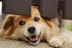 10 Steps to Resolve Serious Separation Anxiety in Dogs