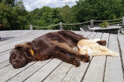 Why Dogs Twitch When Sleeping: Causes & When to Worry