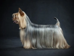 Is an Australian Silky Terrier the Right Dog for You?