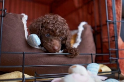 How to Help a New Puppy Settle in Their New Home