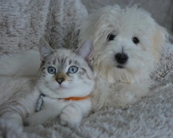 I vantaggi e il risparmio di fare pubblicità su AnnunciAnimali.it