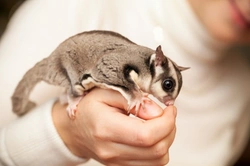 How to Create the Perfect Environment for Sugar Gliders