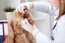 Infecciones bacterianas anaeróbicas en perros: causas y tratamiento
