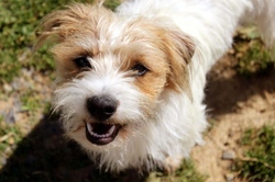 10 Signs of Bad Manners in Dogs and How to Fix Them