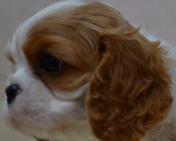 10 STEP PER UN ACQUISTO CONSAPEVOLE DEL CUCCIOLO