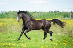 Spring Horse Care: Essential Tips for a Healthy Start