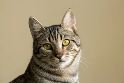 Feline Odontoclastic Resorptive Lesions (FORLs): Causes & Treatment