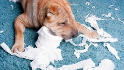 Waarom sloopt mijn hond dingen als hij alleen thuis is?