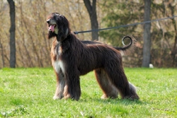5 Key Personality Traits of the Afghan Hound