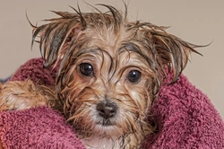Making Bath Time Fun for Your Dog: Tips to Reduce Stress