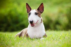 Training and Managing an English Bull Terrier: 2025 Guide