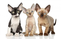 10 Fascinating Facts About Devon Rex Cats for Kitten Buyers