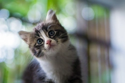 Closest Relative and Ancestor of the Domestic Moggy