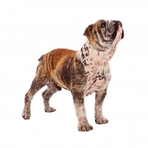 Demodectic Mange in Dogs: Symptoms, Diagnosis & Care