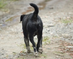 Associazioni animali: CaniSciolti onlus