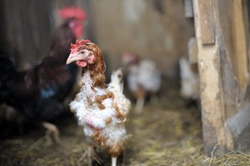 Why Do Chickens Moult? Understanding Their Annual Feather Renewal