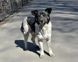 Cane senza microchip: informazioni e regolamentazione in merito