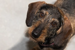Lafora Disease in Miniature Wirehaired Dachshunds: Symptoms & Care