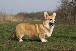 Pembroke vs Cardigan Welsh Corgi: Key Breed Differences