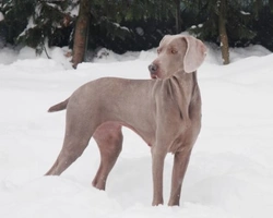 Weimaraner o Bracco di Weimar - Le caratteristiche e sue origini