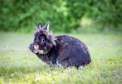 How to Tell When Your Female Rabbit Is in Heat