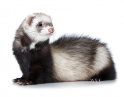 Aleutian Disease in Ferrets: Causes, Symptoms & Care