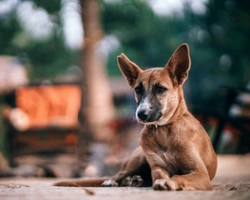 Associazioni animali: Un cuore a quattro zampe