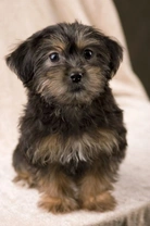 Yorkiepoo Guide: Appearance, Health & Care Tips