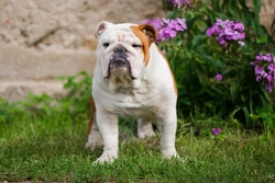 Urge Incontinence in Dogs: Causes, Diagnosis & Management