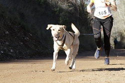Why Dogs Are Perfect Pets for Active Athletes