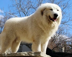 Il Cane da Montagna dei Pirenei: guardiano forte, dolce e equilibrato